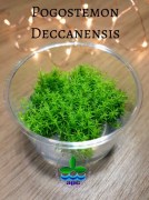 Pogostemon deccanensis TC CUP (Custom)